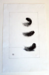 Falling Feathers by Phyllis Steele 11 x 17 Pencil on paper
