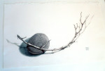 Rock and Twig by Phyllis Steele 17 x 10 Pencil on paper